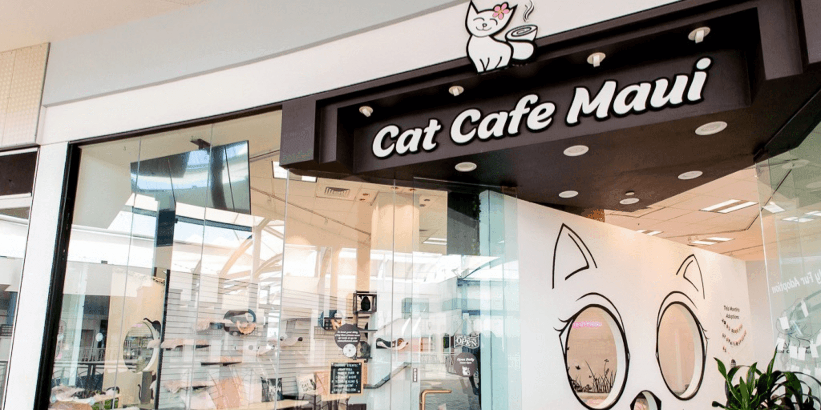 Image ALT Text Generator said: Cat Café Maui storefront, offering a space for coffee, adoption, and community connection with adoptable cats.