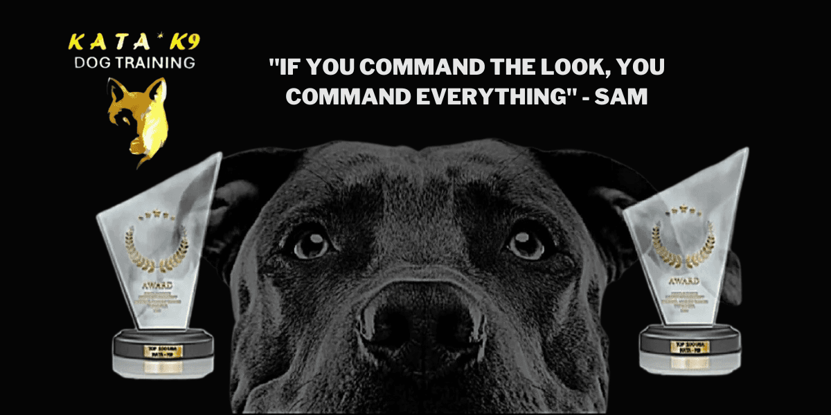 Sam Selim’s KATA-K9 revolutionizes dog training with a mindset-first approach for precision, reliability, and lasting bonds.