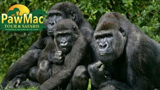 Three gorillas sitting together in a grassy area with a logo in the corner
