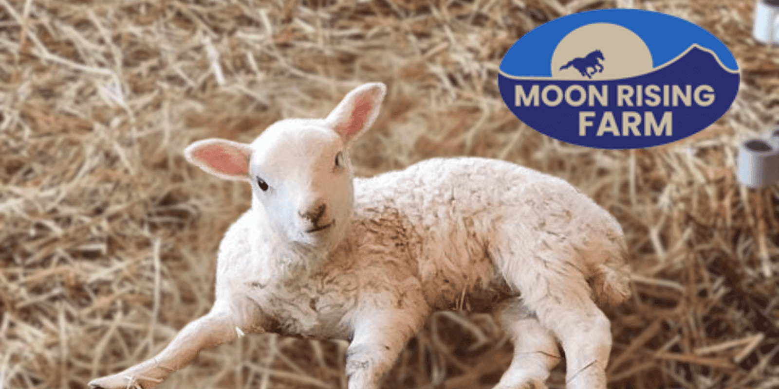 Moon Rising Farm's logo with a newborn lamb, representing sustainable farming and eco-friendly innovation with Wonder Wool Pellets.