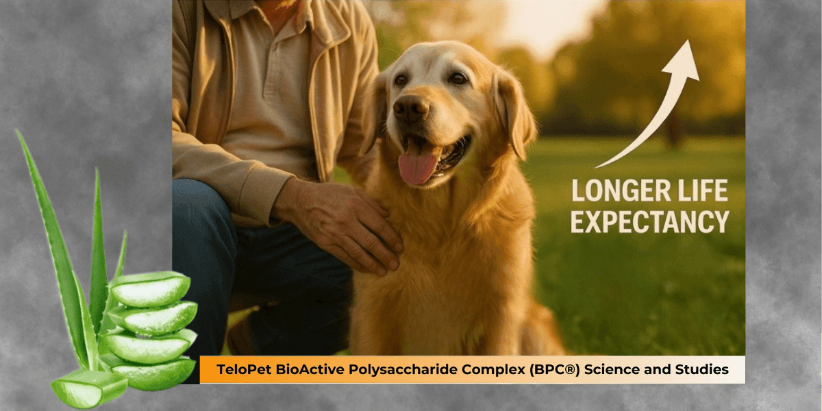 TeloPet Stem Cell Nutrition Powder boosts pet vitality, mobility, and overall health for a longer, happier life.