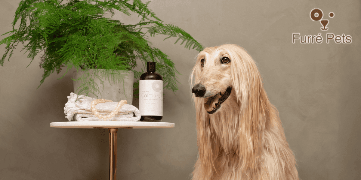 Afghan Hound beside Calmûre dog cleanser and spa-inspired display by Furré Pets.