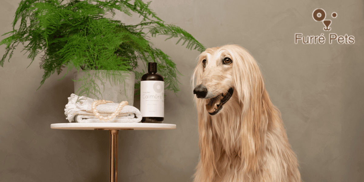 Afghan Hound beside Calmûre dog cleanser and spa-inspired display by Furré Pets.