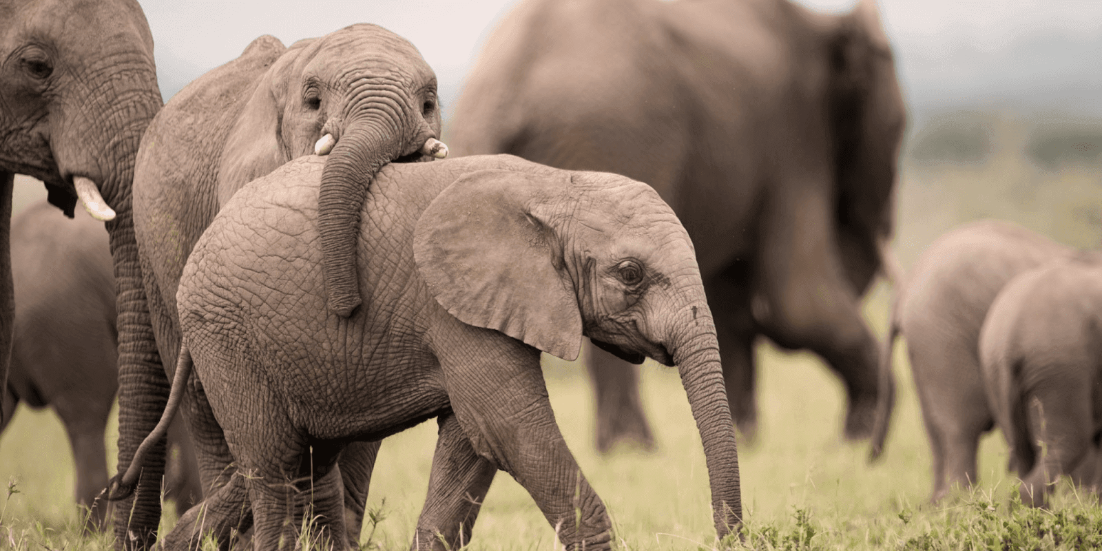 Safari Herd Holidays crafting bespoke luxury African safaris with seamless planning, local expertise, and personalized travel experiences across East Africa.