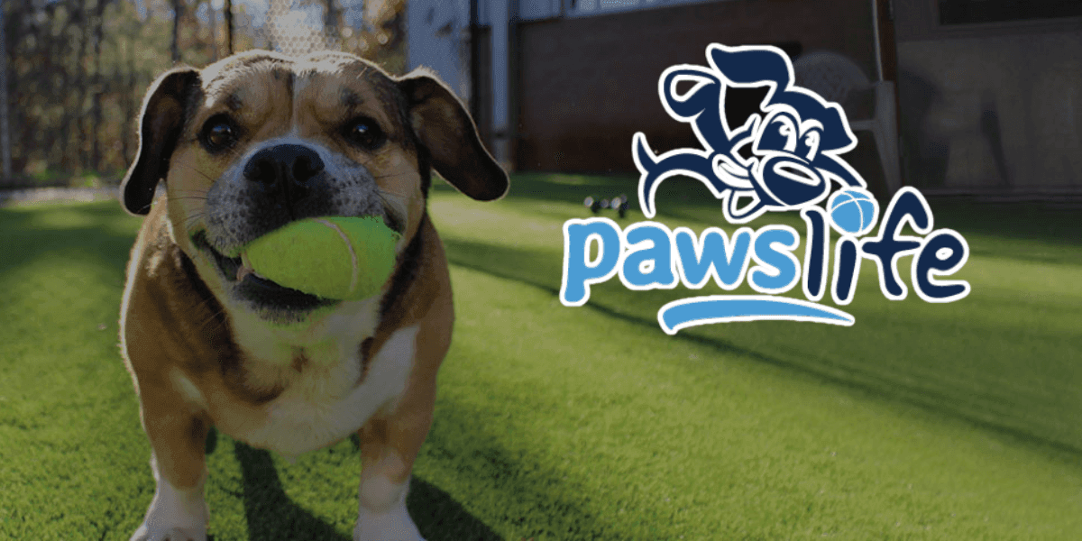 Dog holding a tennis ball on artificial turf with the Paws Life logo.