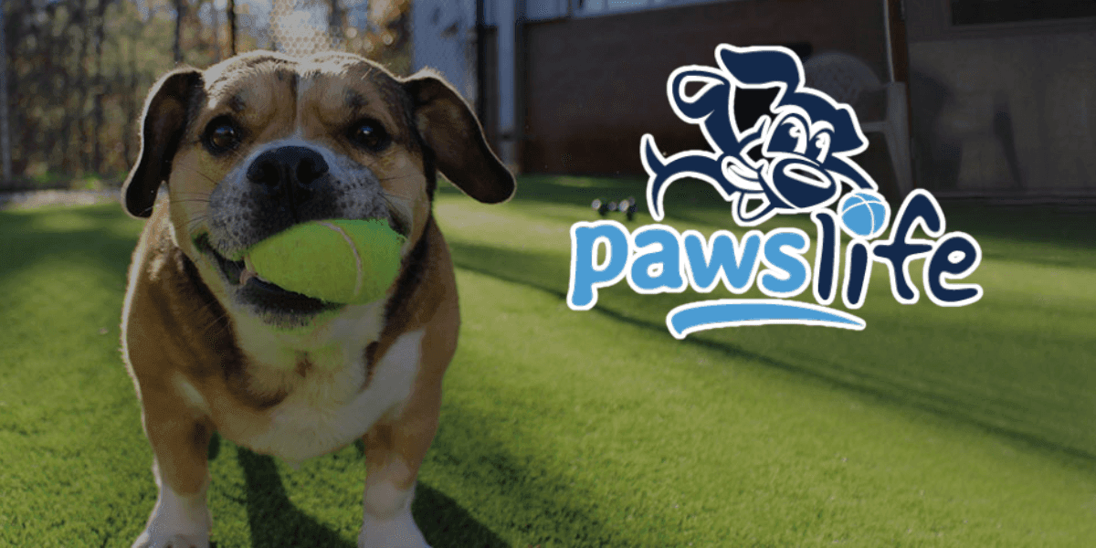 Dog holding a tennis ball on artificial turf with the Paws Life logo.