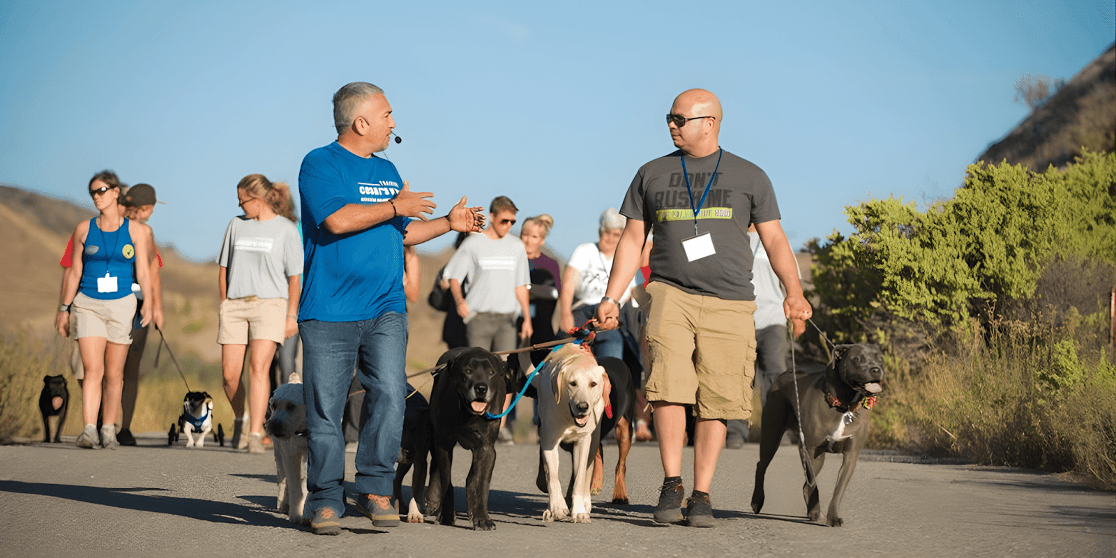 A group of dog owners and trainers walking with dogs, participating in Mr. Pit's training program.