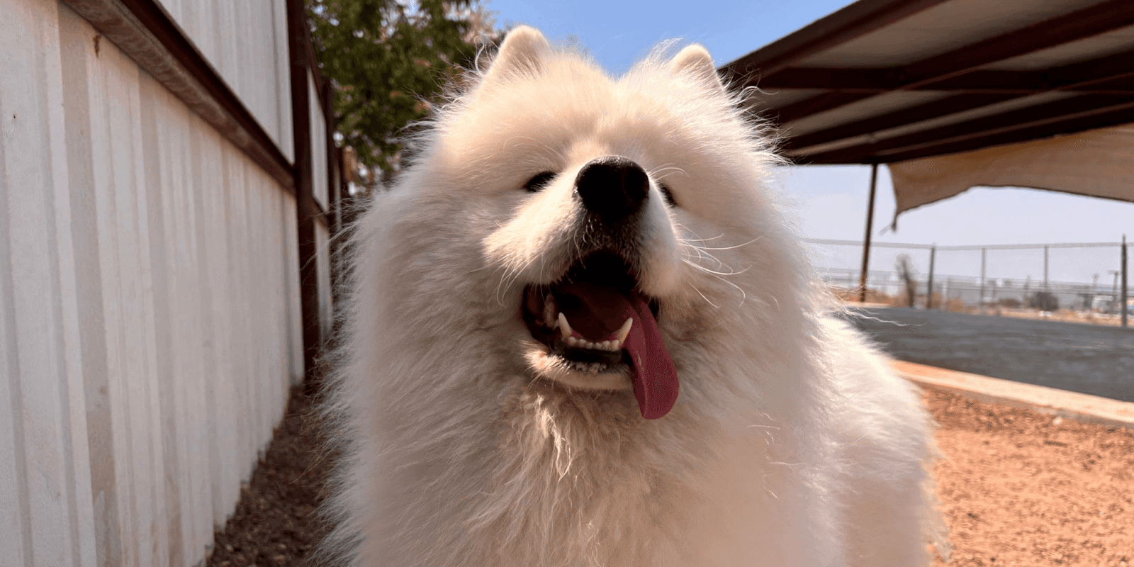 "Fluffy white Samoyed dog panting with tongue out, enjoying the outdoors on a bright sunny day."