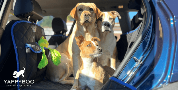 Three dogs in a car, showcasing YappyBoo’s stylish and functional pet travel gear.